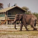 Elephant near accommodated tents
